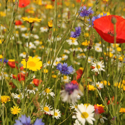 Easy Start Wildflower Seed Mix